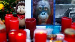 Las im�genes del zoo