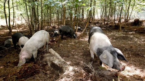 Ejemplares de porco celta en monte comunal de Carballo (Friol) 