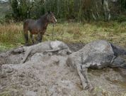 En Gosende aparecieron en diciembre un caballo muerto en un lodazal y otro malherido, propiedad, supuestamente, del denunciado. 