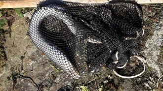 Foto de archivo de una pieza capturada en pesqueira