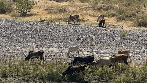 Vacas pastando en el cauce de un r&iacute;o seco en Honduras