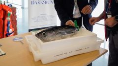 Las nuevas jornadas gastron�micas del at�n de A Coru�a.