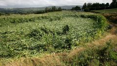 Imagen de archivo de un campo de ma�z afectado en Deza por el viento durante un temporal