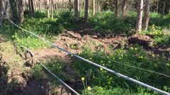 Destrozos causados por el paso de los jabal�es