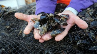 El delicioso manjar de la r�a arousana ser� protagonista 