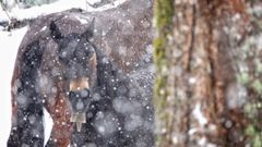 Unos caballos en el monte cubierto de nieve, en Caso, Asturias 