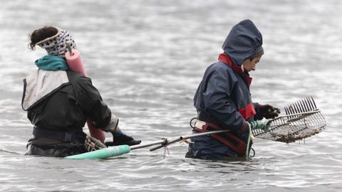 Mariscadoras de Corcubi�n en la r�a.