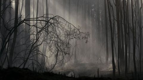 Zona calcinada debido a un incendio 