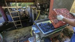Vendimia en una bodega de Chantada en septiembre del 2019, la �ltima campa�a previa a la pandemia