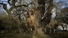 �Est� a salvo la carballeira de San Lourenzo?