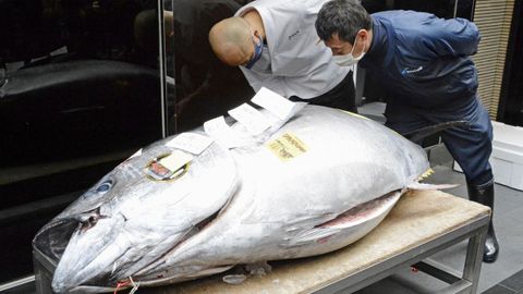 165.000 euros se pagaron este martes en la lonja de Toyosu or este at�n rojo de 208 kilos