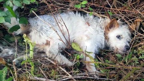 Perro atrapado en un matorral en Oviedo