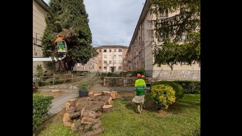 Tala de �rboles en una zona ajardinada de la calle R�o Sella, en el barrio de Ventanielles de Oviedo