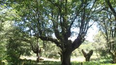 Carballo de Padroso, incorporado al catlogo de rbores Senlleiras de Galicia.