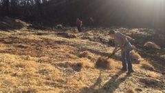 Voluntarios esparcen paja en el monte quemado en Ponte Caldelas