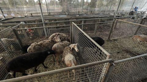 Animales rescatados en La Palma