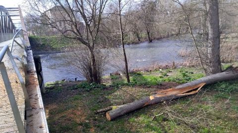 En la zona en la que se levantaba el �rbol ca�do hay otros alisos secos