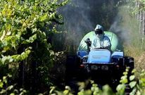 Los t�cnicos recomienda vigilar el vi�edo y tratar ante la aparici�n de las manchas de mildiu.