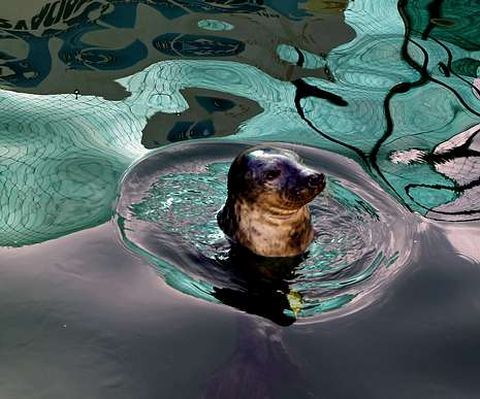 Los alumnos del Igafa cuidar�n al lobo marino.