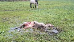 En la imagen, el caballo que muri� por el ataque del lobo en San Xurxo