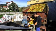 Recogida de manzana para sidra en Ortigueira