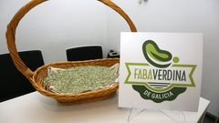 Foto de archivo de faba verdina de Galicia