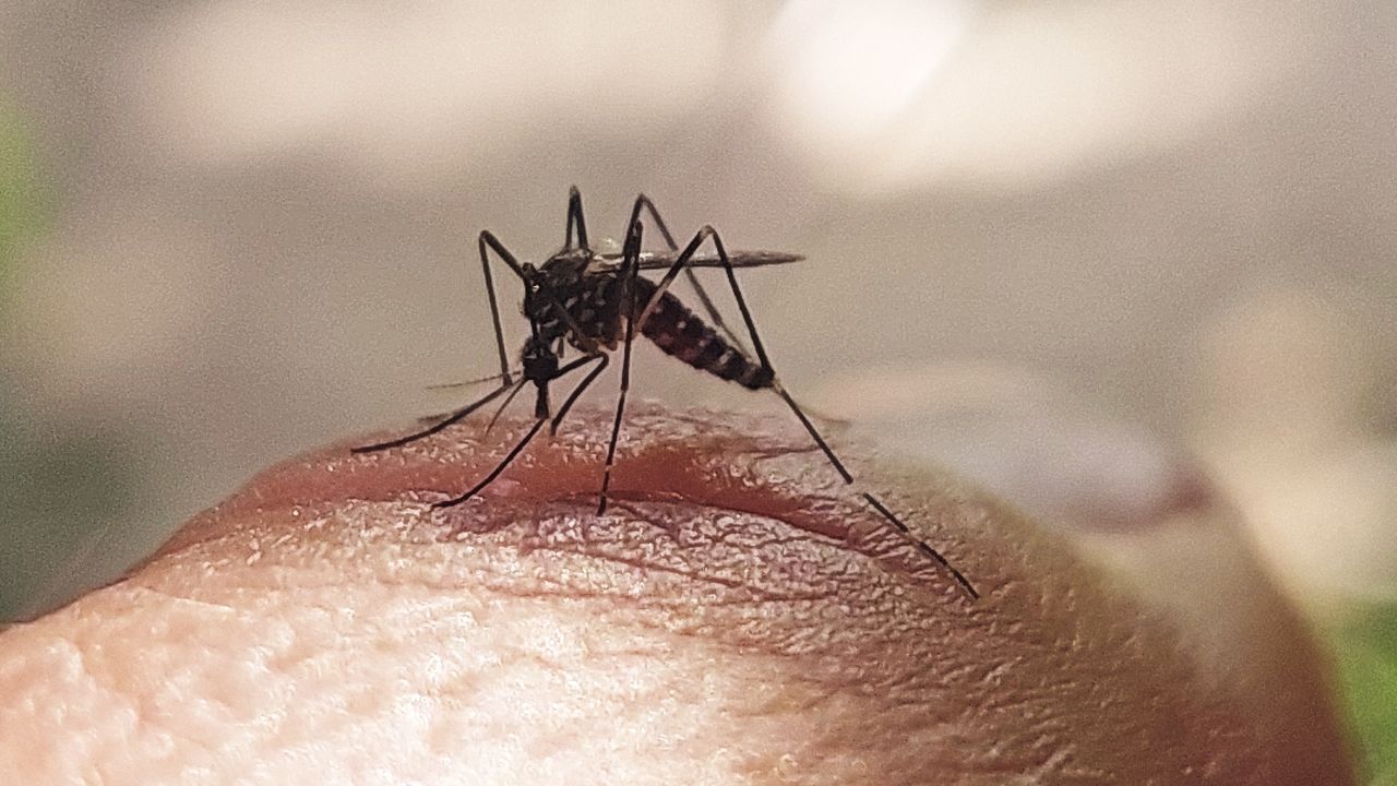 El mosquito tigre llega a O Val Miñor y continúa su expansión por toda el área de Vigo