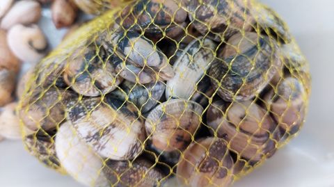 Almejas, seg�n clase y tama�o, de 20 a 60 euros el kilo en los mercados de la ri�