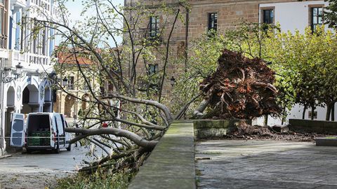 Vista de la cada de un gran rbol frente a la iglesia de San Nicols de Bari en Avils, Asturias debido a las fuertes rachas de viento