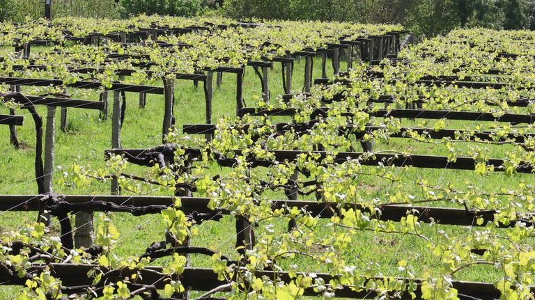 El estudio se llevo a cabo en una plantaci�n de vi�edo de diez hect�reas