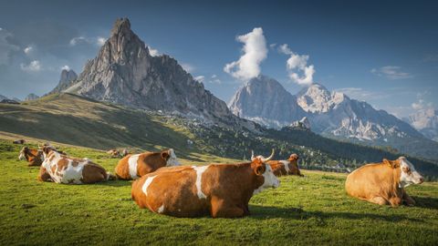 Vacas en los Alpes