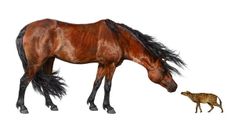 caballo
