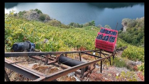 Transporte de las cajas de uvas, por medios mec�nicos, en las vi�as de R�goa