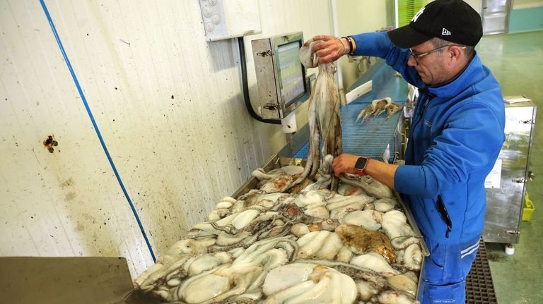 Clasificando�pulpos por pesos en la lonja de Ribeira a finales de febrero del 2025.