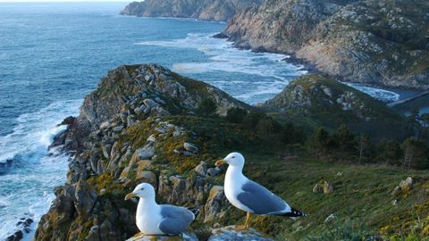 Dos gaviotas patiamarillas en C�es