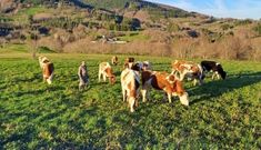La ganader�a G�mez S.C., de Becerre�, destinada a la producci�n de leche en plena monta�a