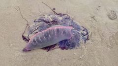 Ejemplar hallado hoy por la ma�ana en la playa de Laxe