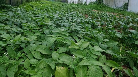 Plantaci�n de patatas en el municipio de Fene