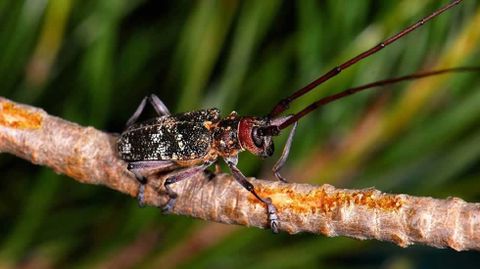 NEMATODO DEL PINO. Este insecto se ha extendido por Portugal y en Galicia se localizaron dos focos en As Neves (2010) y Salvaterra do Mi�o (2016). Es muy peligroso.
