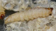 Este gusano se come el pl�stico