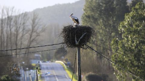 Decenas de parejas de cigeas anidan a ambos lados de la carretera LU-546 entre Sarria y Lncara