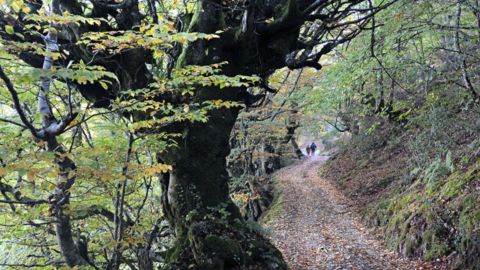 Bosque de Mual