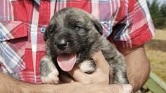 Imagen de archivo de un cachorro de mast�n