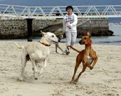 La playa de Toralla se ha sumado a las zonas de esparcimiento canino de la ciudad.