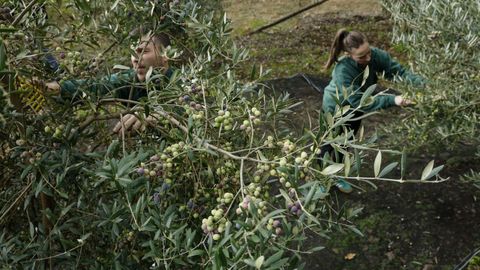 La cosecha gallega de Aceites Abril sortea los incendios con 50.000 kilos de olivas