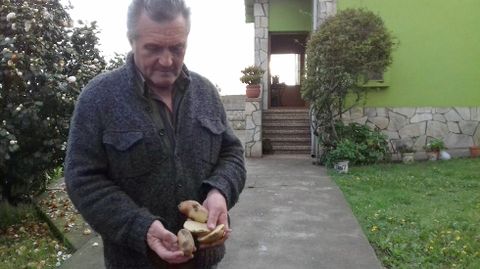 El gijon�s Tino Llano, de Monteana, muestra las patatas afectadas por la polilla guatemalteca.El gijon�s Tino Llano, de Monteana, muestra las patatas afectadas por la polilla guatemalteca