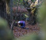 Foto de archivo de una mujer recogiendo casta�as en un souto de Taboada. 