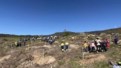 Plantaci�n, este viernes, en el monte de Saiar, en Caldas