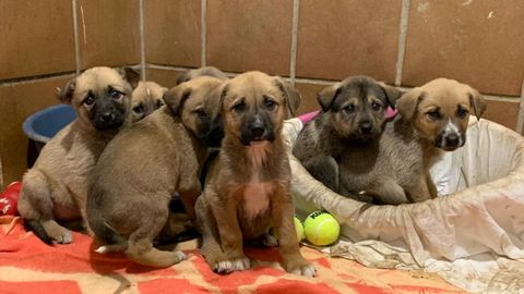 Cachorros en adopción en el albergue de Serín