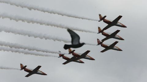 Una paloma se cruza en el vuelo de los aviones de la patrulla guila